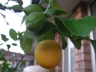 Lemon tree, complete with lemons